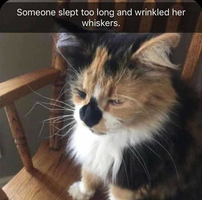 Sleepy cat with wrinkled whiskers sitting on a wooden chair in a hilariously chaotic animal pic