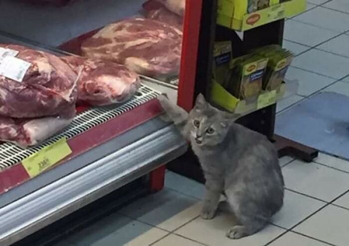 Gray cat standing on tiled floor with one paw on packaged meat in a store, capturing hilarious cat moments on the internet.