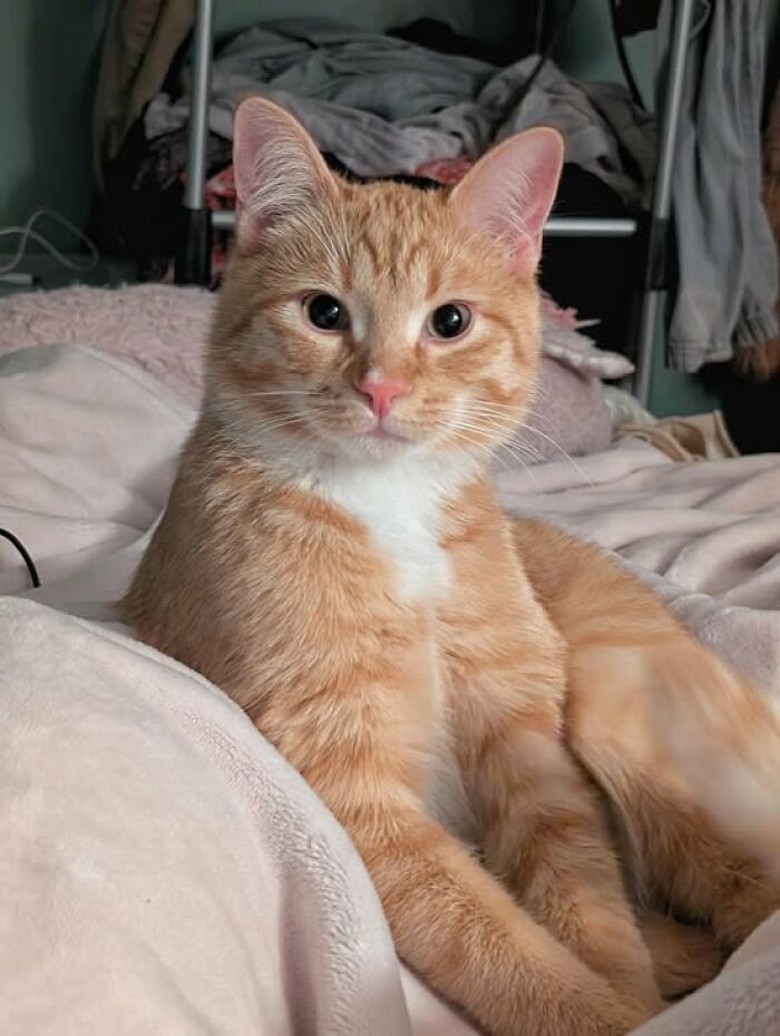 Orange tabby cat with white chest lying on a cozy blanket, showcasing adorable and wholesome cat pics charm.