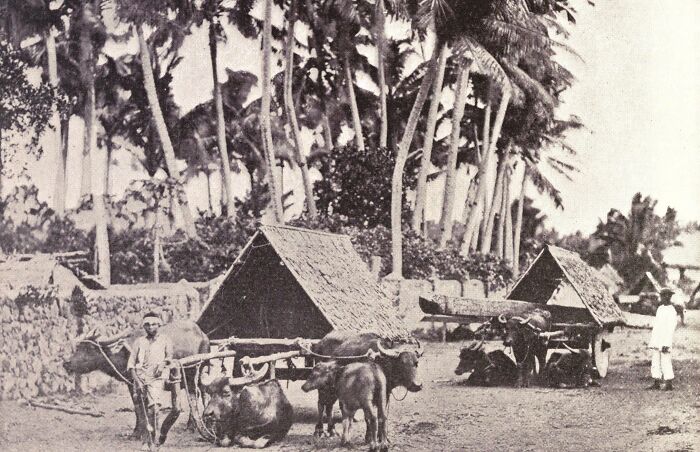 Rural scene in the Philippines in the 1890s showing traditional carabaos pulling wooden carts near thatched huts.