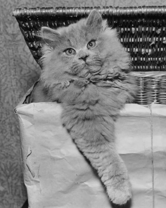 Vintage cat photo of fluffy kitten lounging in a basket, showcasing classic charm and timeless internet gold appeal.