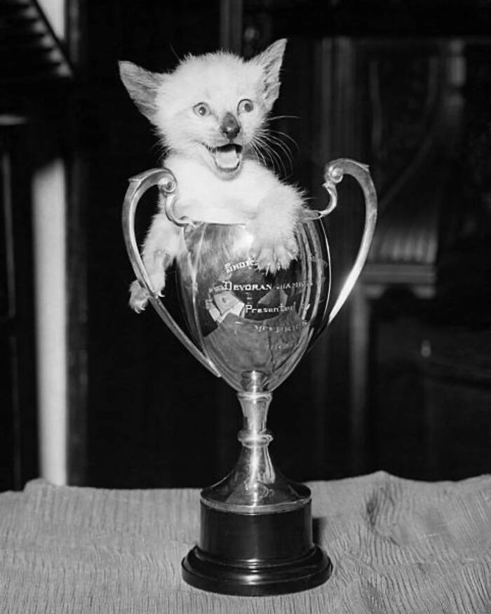 Vintage cat photo of a kitten sitting inside a trophy cup, showcasing classic charm and internet gold appeal.