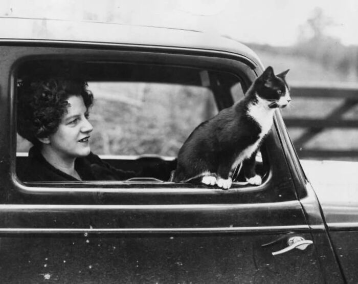 Vintage cat photo shows a woman sitting in a car with a tuxedo cat perched on the open window looking outside.