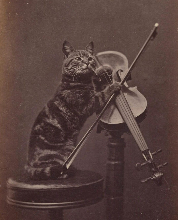 Vintage cat photo of a tabby cat playing a violin, capturing a charming moment of internet gold before the internet era.