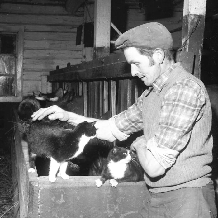 Black and white vintage cat photo of a man in a cap petting two tuxedo cats in a rustic barn setting.