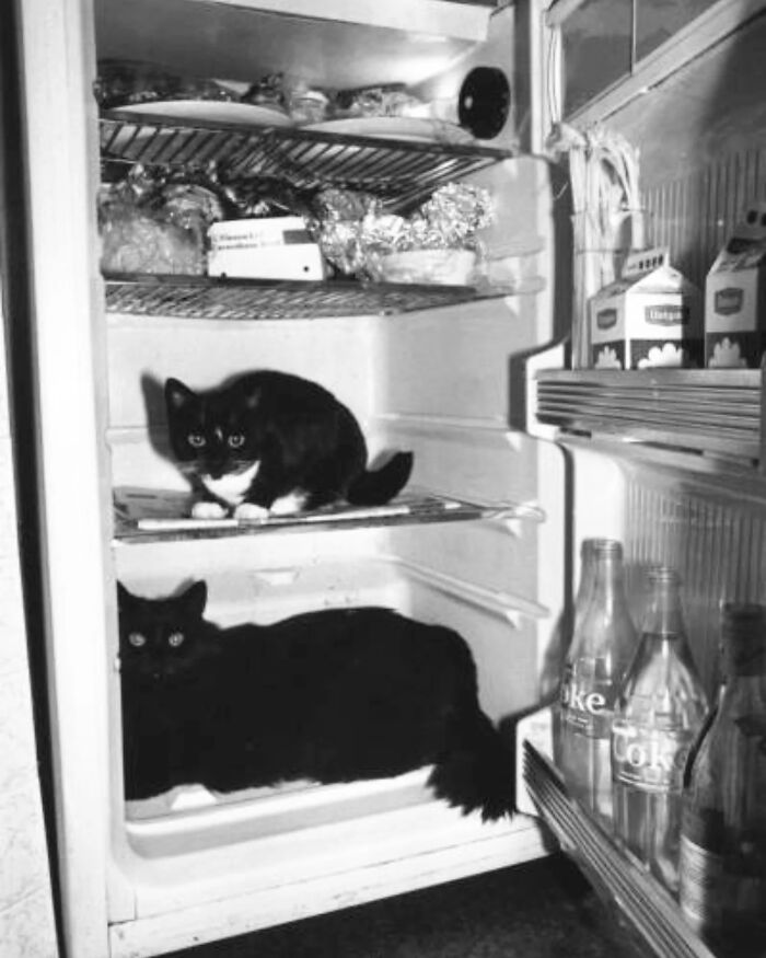 Two vintage cats sitting inside an open refrigerator filled with food and glass soda bottles from before the internet era