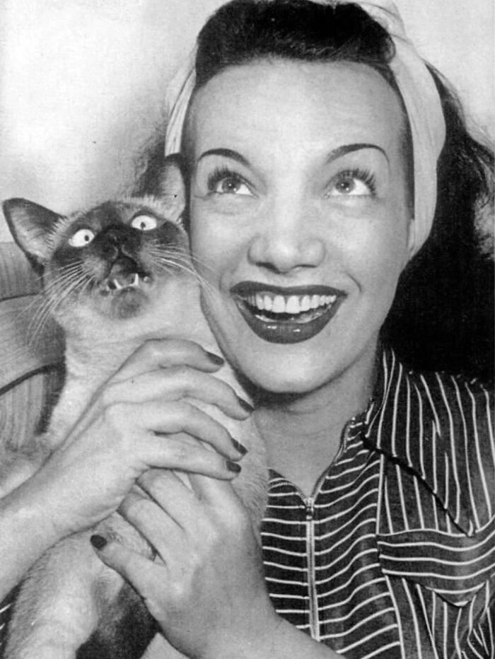 Black and white vintage cat photo of a smiling woman holding a startled Siamese cat close to her face.