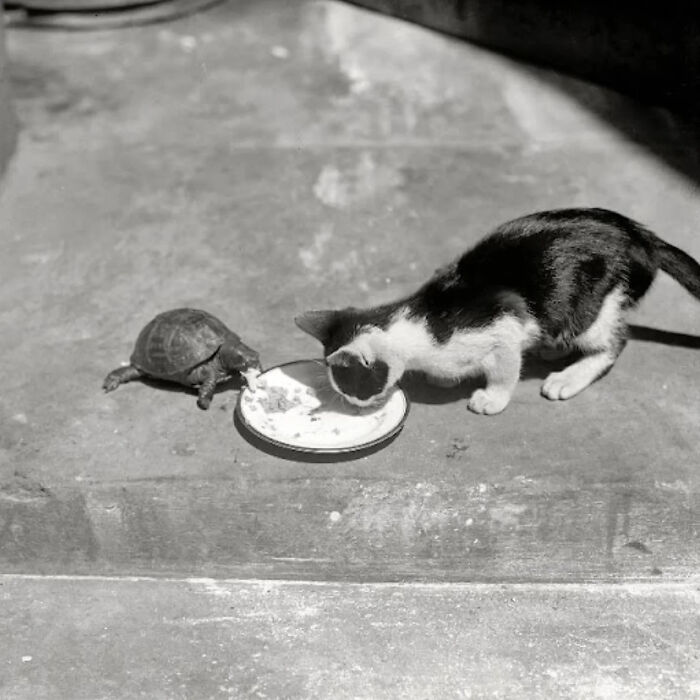 Vintage cat photo showing a kitten and a turtle sharing a small dish on a concrete surface outdoors.