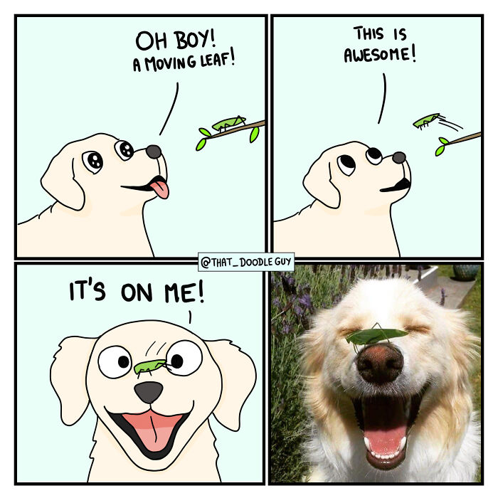 Dog and insect interaction comic and photo showing a happy dog with a small green insect on its nose in animal comics.