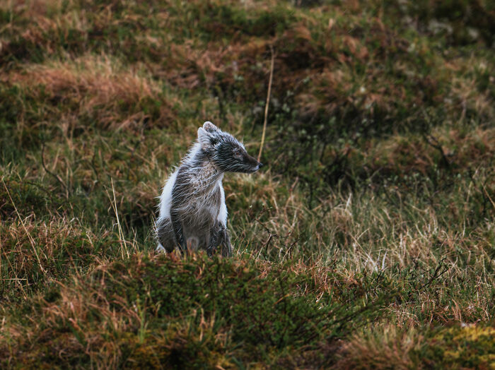Arctic fox in northern wild habitat, captured during an incredibly beautiful and unexpected nature encounter.