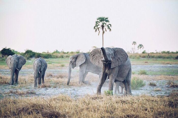 Herd of elephants walking and playing in the Okavango Delta, showcasing the beauty of the natural landscape.