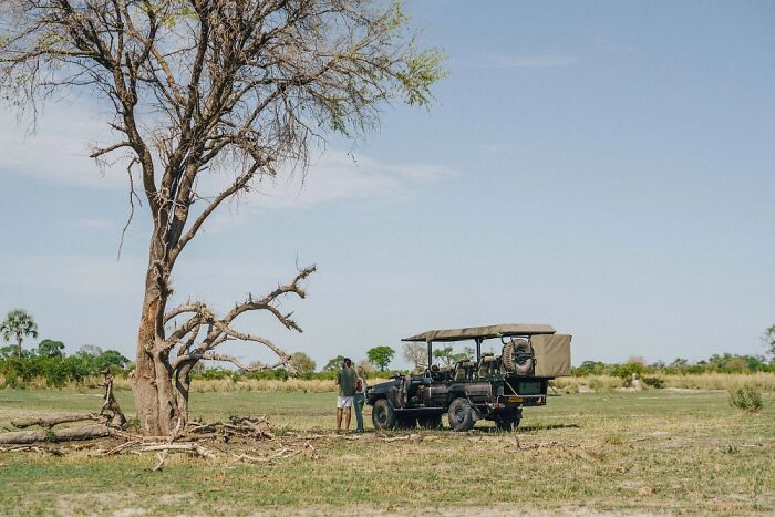 Open safari vehicle parked near a large tree in the Okavango Delta, showcasing the beautiful wilderness landscape.