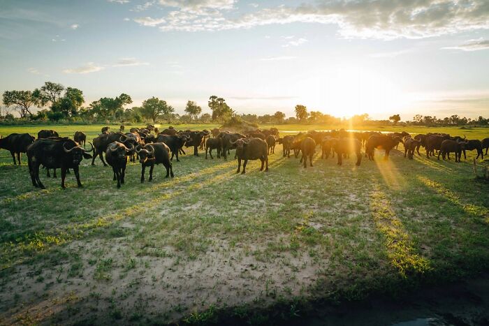 Herd of buffalo grazing at sunset in the Okavango Delta, showcasing its wildlife and natural beauty.