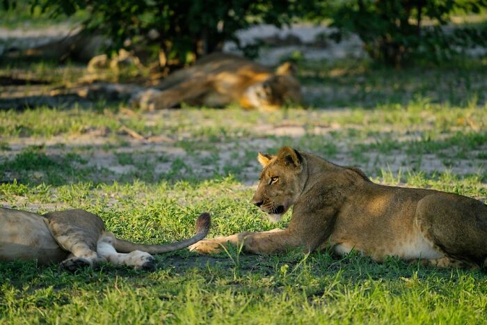 Lions resting on grass in the Okavango Delta, showcasing the wildlife beauty of this stunning natural habitat.
