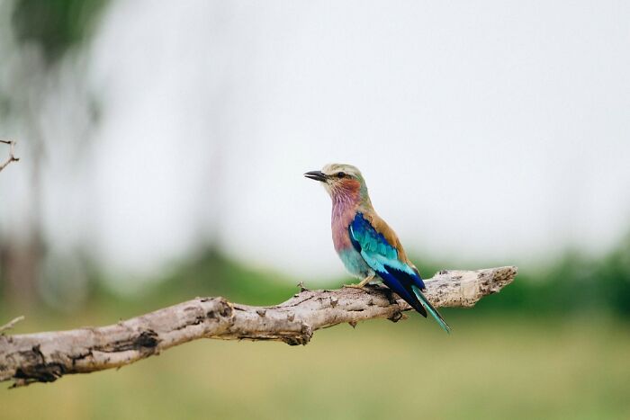 Colorful bird perched on a branch showcasing the vibrant wildlife of the Okavango Delta's natural beauty.