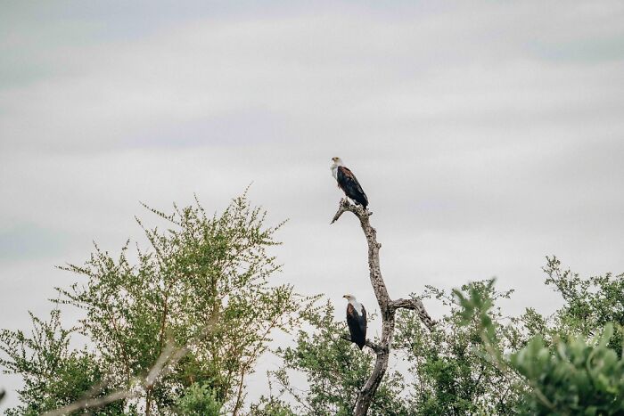 Two eagles perched on a tree branch amidst lush greenery in the Okavango Delta, showcasing natural beauty.