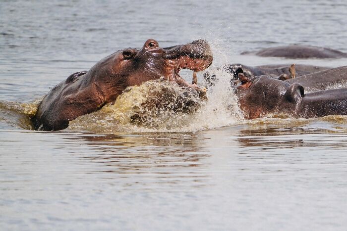 Two hippos splashing water and interacting in the calm waters of the Okavango Delta, showcasing its natural beauty.