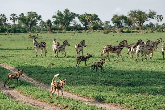 Wild dogs and zebras roaming the lush green plains of the Okavango Delta, showcasing its rich wildlife and natural beauty.