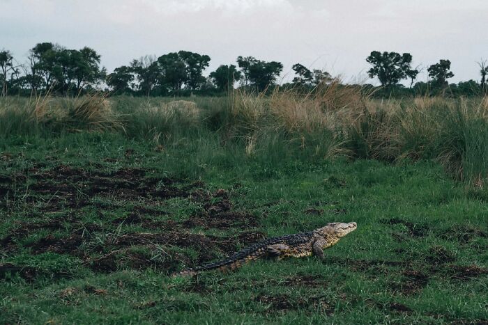 Crocodile resting on green grassland with tall grasses and trees in the scenic Okavango Delta landscape.