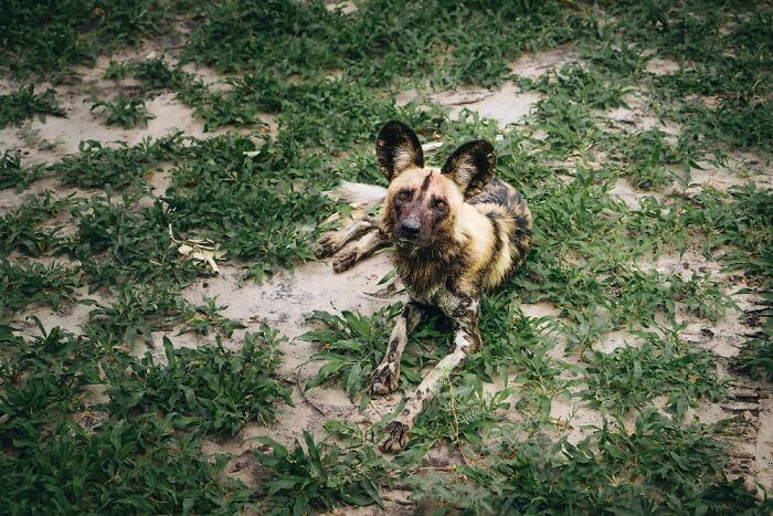 Wild dog resting on green grass in the Okavango Delta, showcasing the unique wildlife of this beautiful natural habitat