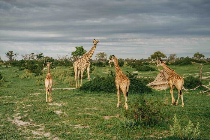 Four giraffes standing and grazing on green grasslands under cloudy skies in the Okavango Delta wildlife area
