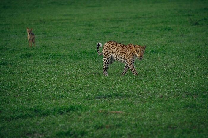 Leopard walking through lush green grass in a serene wildlife scene from the Okavango Delta, showcasing natural beauty.