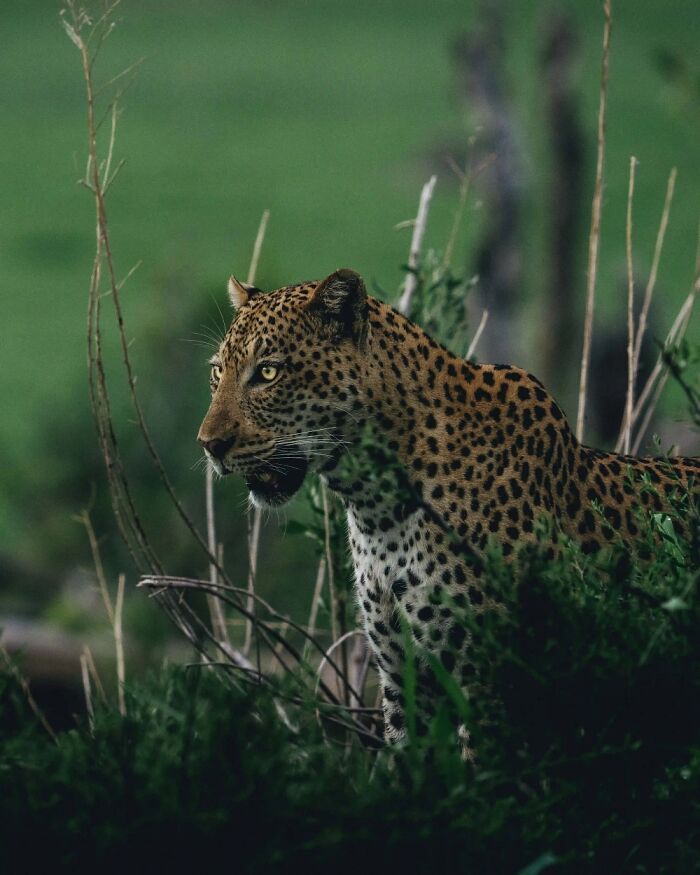 Leopard hidden in green bushes showcasing the wildlife beauty of the Okavango Delta natural habitat.