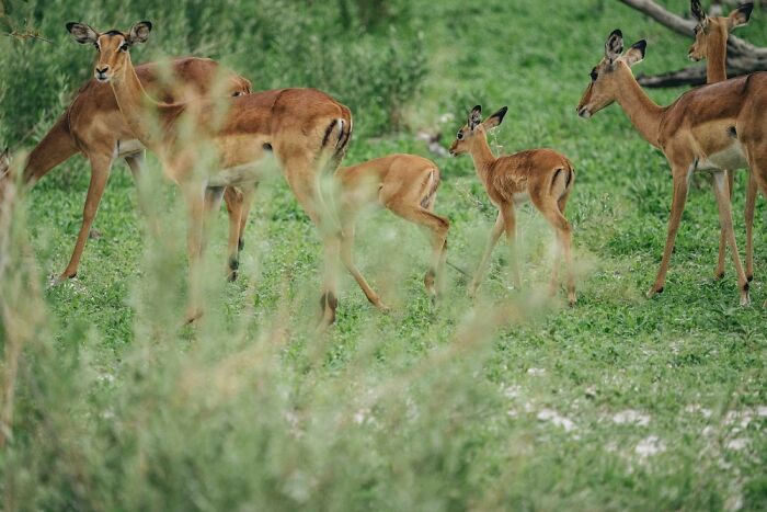 A group of impalas grazing in the lush green landscape of the Okavango Delta, a stunning natural wildlife haven.