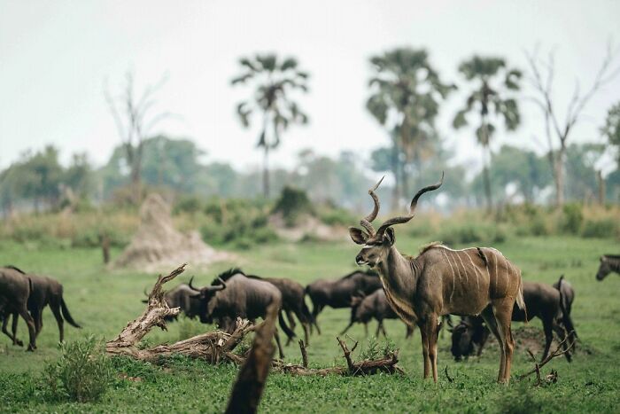 A group of antelopes grazing in the lush green Okavango Delta with trees and natural landscape in the background.