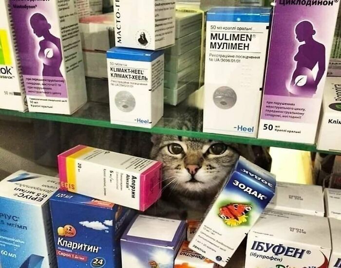 Cat peeking through medicine boxes in a pharmacy shelf, showcasing a funny and strange feline moment.