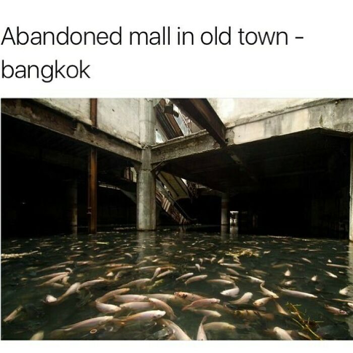 Flooded abandoned mall in old Bangkok with numerous fish swimming inside, creating a creepy and eerie scene.