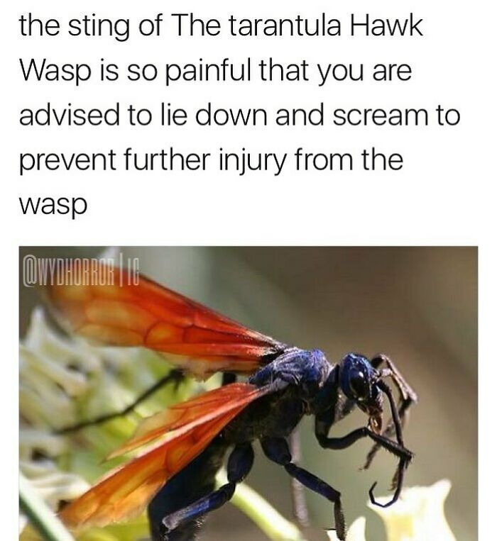 Close-up of a tarantula hawk wasp with orange wings, illustrating a creepy fact about its painful sting.