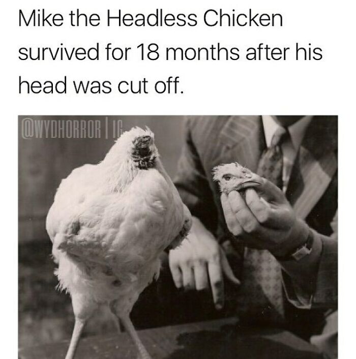 Headless chicken surviving for 18 months after decapitation, one of the random creepy facts to deprive sleep.