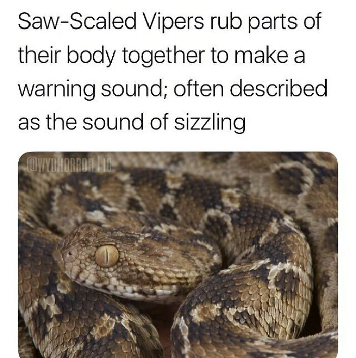 Close-up of a saw-scaled viper with detailed scales, illustrating creepy facts about warning sounds it makes.