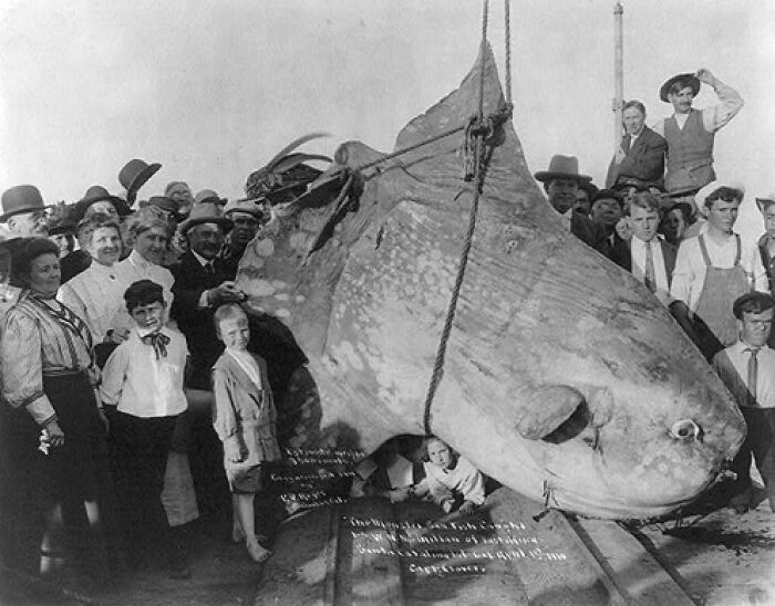 Crowd gathered around a giant sunfish in a historical photo showcasing weird and wild moments from the past.
