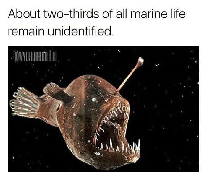 Deep-sea anglerfish with sharp teeth illustrating creepy facts about unidentified marine life.