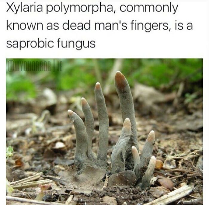 Saprobic fungus Xylaria polymorpha, known as dead man's fingers, growing from soil in a creepy natural environment.