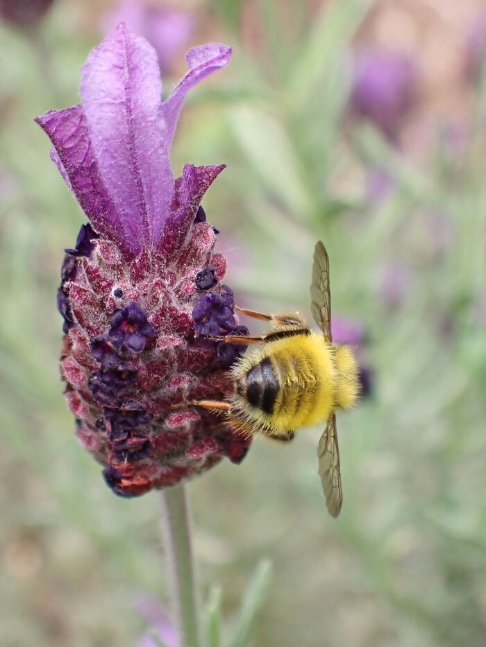 Close-up macro photo of a yellow bee collecting nectar from a detailed purple flower in natural light.