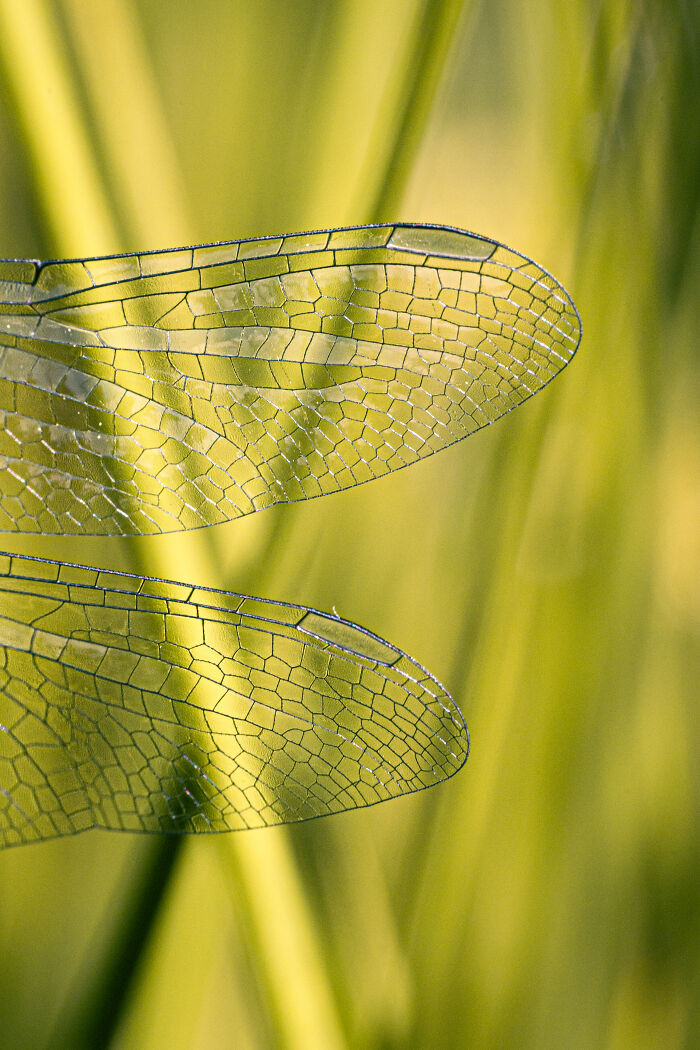 Close-up macro photo showing the intricate details and delicate patterns of transparent insect wings on a green background.