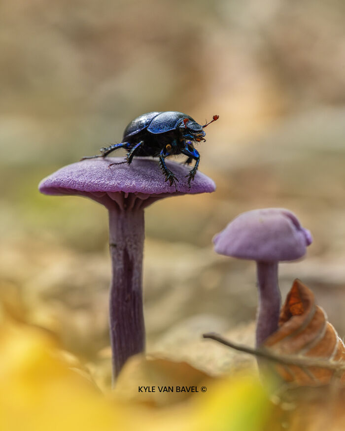 Macro photo of a shiny black beetle perched on a purple mushroom revealing beauty in tiny details.