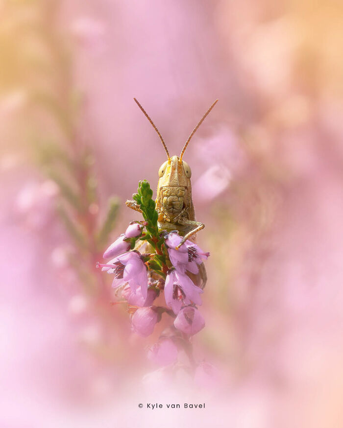Close-up macro photo of a grasshopper perched on delicate pink flowers highlighting tiny details and textures.