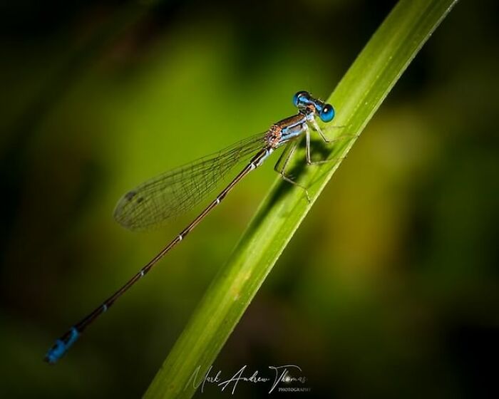Macro photo of a damselfly perched on a vibrant green blade of grass, highlighting tiny intricate details.