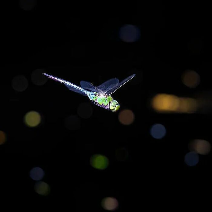 Macro photo of a dragonfly in flight showcasing the beauty in tiny details against a dark background.