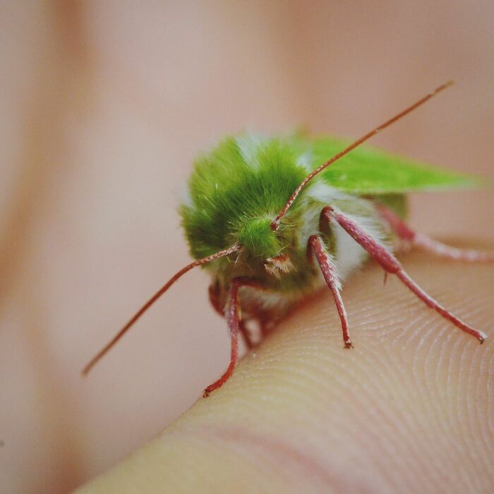 Close-up macro photo of a green moth showing tiny details on its fuzzy body and delicate legs on skin.