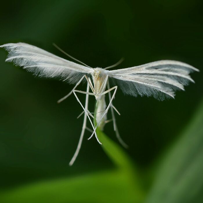 Close-up macro photo of a delicate white plume moth showcasing the beauty in tiny insect details.