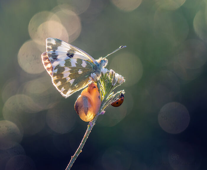 Macro photo of a butterfly, snail, and ladybug on a plant capturing the beauty in tiny details and nature up close.