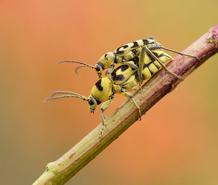 Close-up macro photo of two yellow and black insects mating on a thin plant stem highlighting tiny details.