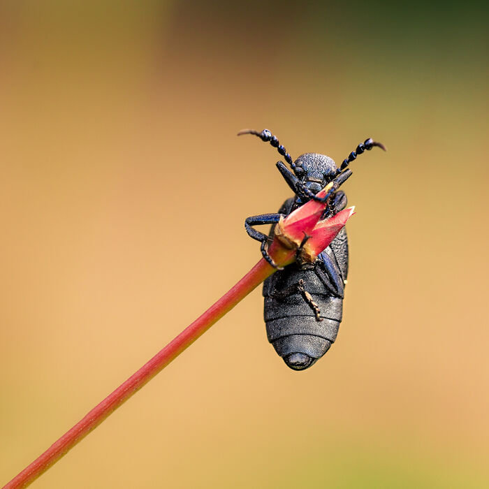 Close-up macro photo of a black beetle perched on a red plant stem showcasing tiny details and texture.