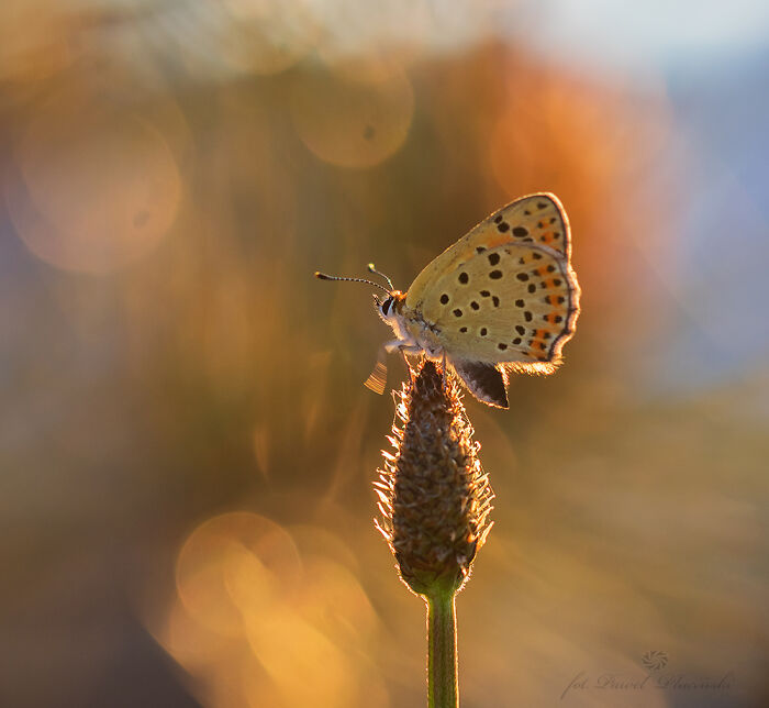 Macro photo of a butterfly perched on a plant tip showcasing the beauty in tiny details with warm sunrise lighting.