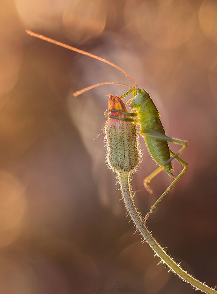Green grasshopper clinging to a hairy flower bud captured in stunning macro photos showing tiny natural details.